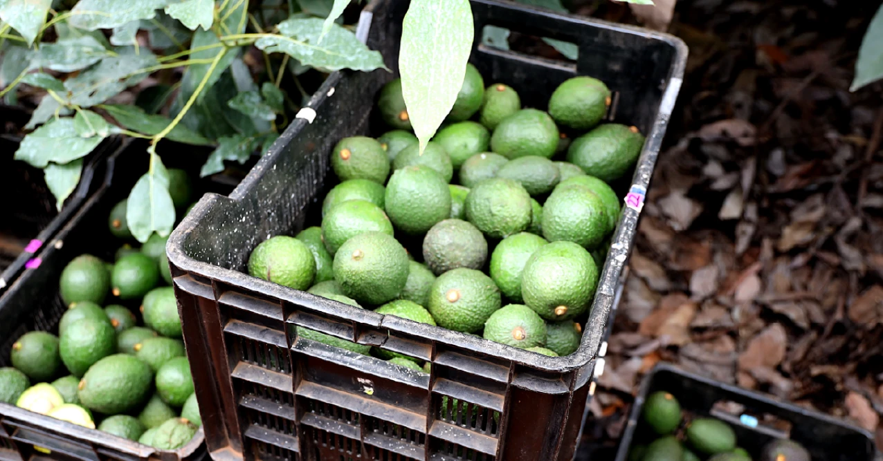 Westfalia Fruit unveils packhouse expansion plans in Mozambique. (Photo: Westfalia Fruit, PR022)