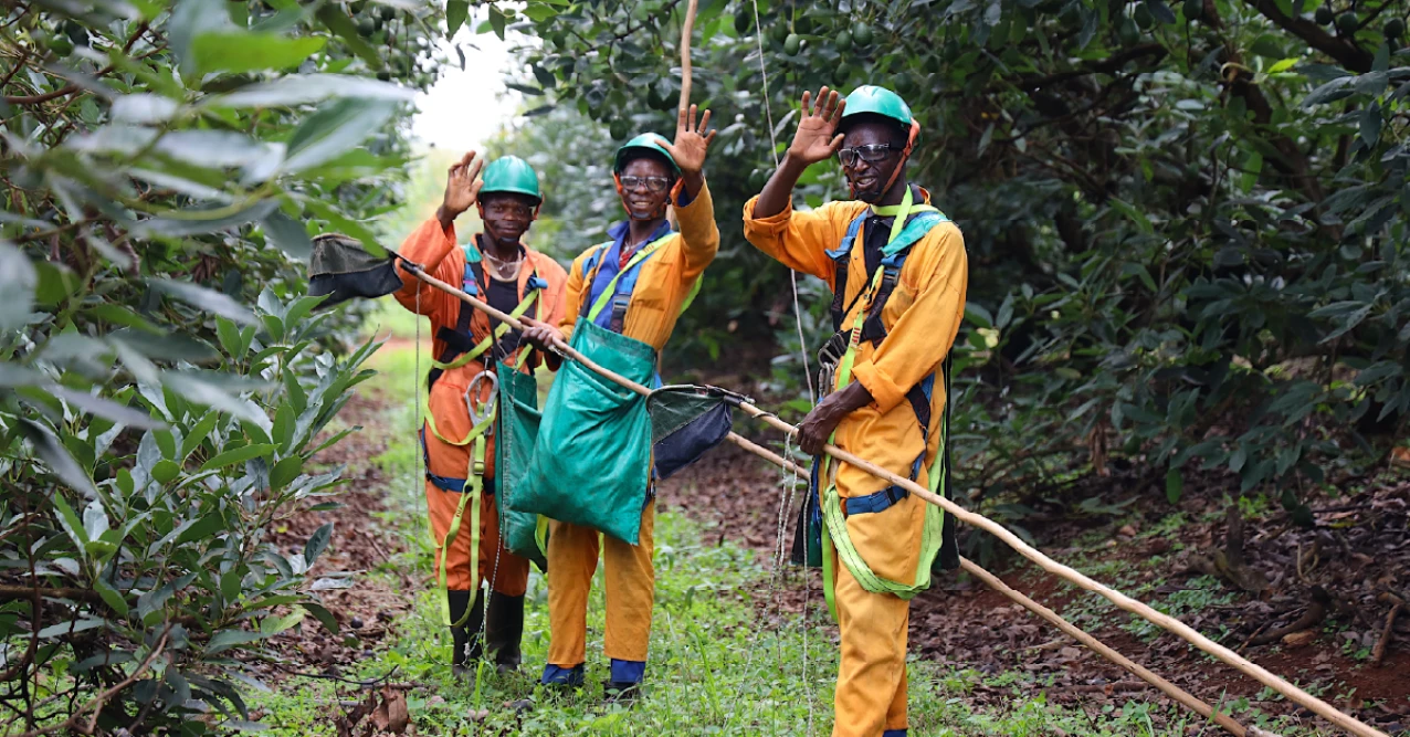 Westfalia Fruit celebrates access of South African avocados to Chinese market. (Photo: Westfalia Fruit, PR021)